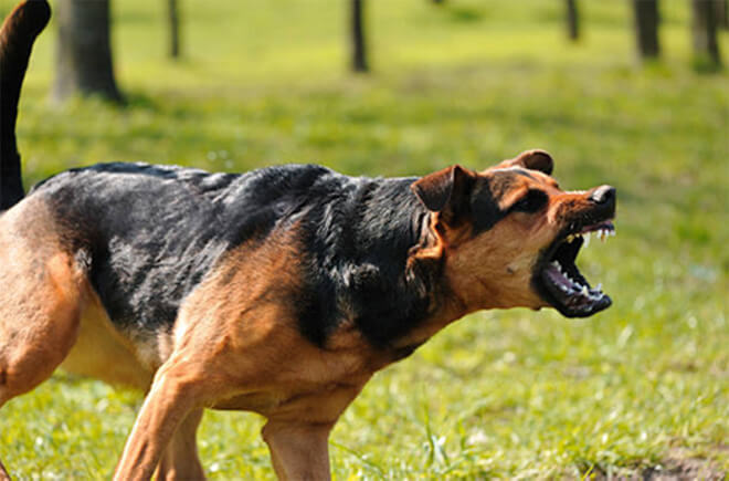 Practice-area-images-7 Dog bites practice area images